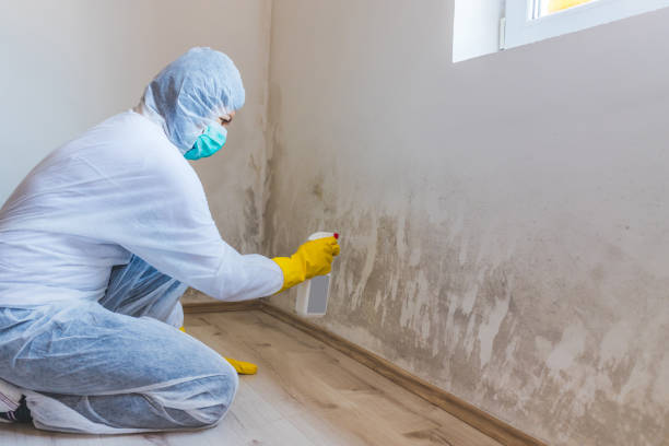 Licensed Attic Mold Removal service in Woodstock, IL - WQB Mold Removal