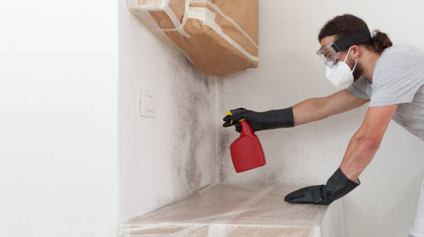 Professional Attic Mold Removal technician working in Woodstock, IL