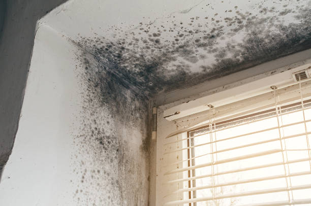 Affordable Attic Mold Removal solutions in Woodstock, IL