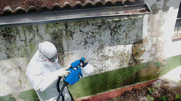 Top rated local Attic Mold Removal specialists in Woodstock, IL